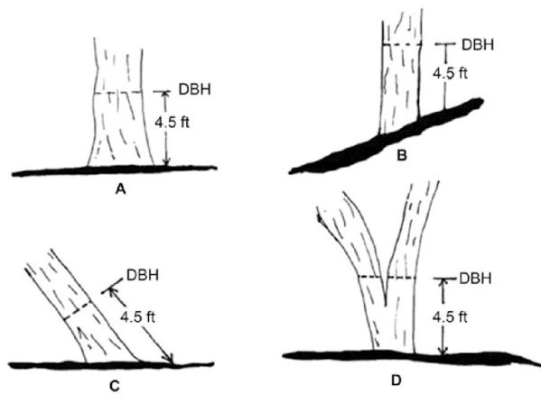 If a tree is growing on a slope, the measurement is taken on the high (uphill) side of the tree at 4.5 ft above the ground. If a tree is leaning, the measurement is taken on the up side of the tree. If the stem of a tree is forked below breast height, each stem is treated as a separate tree.